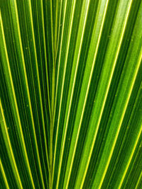 Green leaf background 