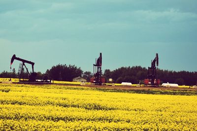 Scenic view of field against sky