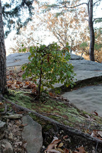 Close-up of tree by sea against sky