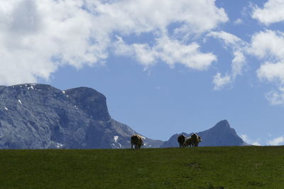 View of a cow on landscape