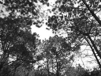 Low angle view of trees against sky