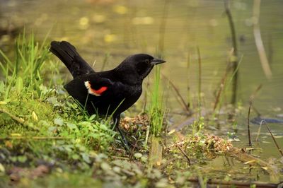 Black bird on a field