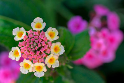 Directly above shot of lantana camara