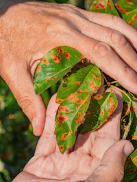 Pear leaf infected with gymnosporangium sabinae rust and septoria leaf spot septoria aegopodii. 