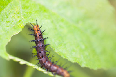 Close-up of insect on leaf