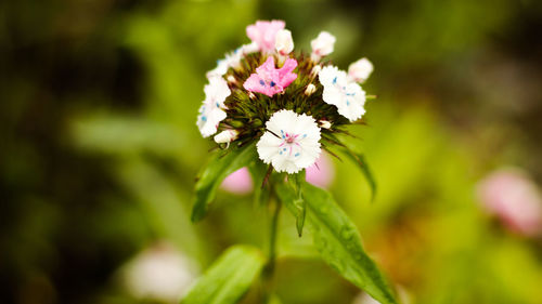 Close-up of flowers against blurred background