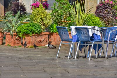 Empty chairs and table in yard