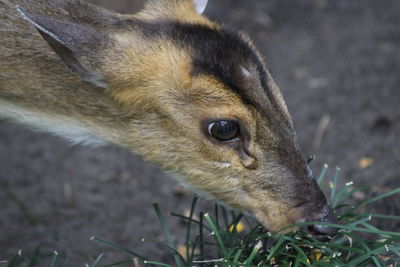 High angle view of muntjac deer on field