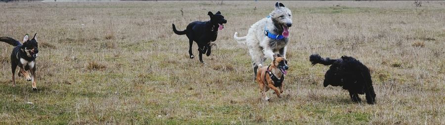 Dogs on field