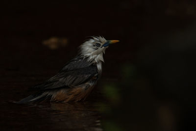 Close-up of a bird