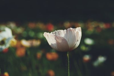 Close-up of white rose flower on field