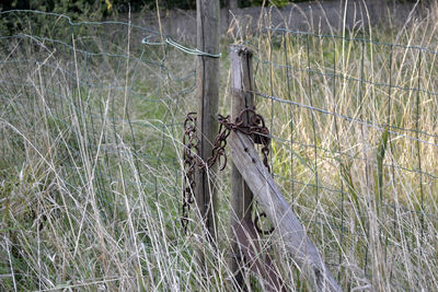 Horse on grass