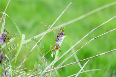 Close-up of insect on leaf