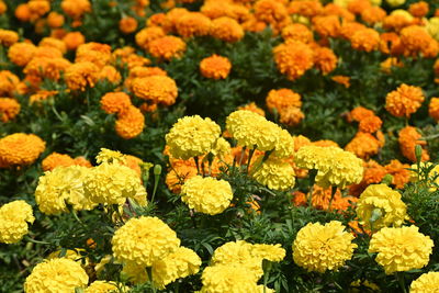 Close-up of yellow flowers