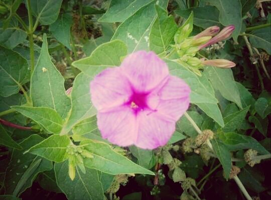 flower, leaf, growth, freshness, petal, fragility, plant, beauty in nature, flower head, nature, close-up, pink color, blooming, green color, high angle view, in bloom, outdoors, day, no people, single flower