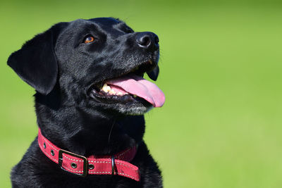 Close up portrait of a black labrador retriever 
