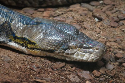 Close-up of turtle in zoo