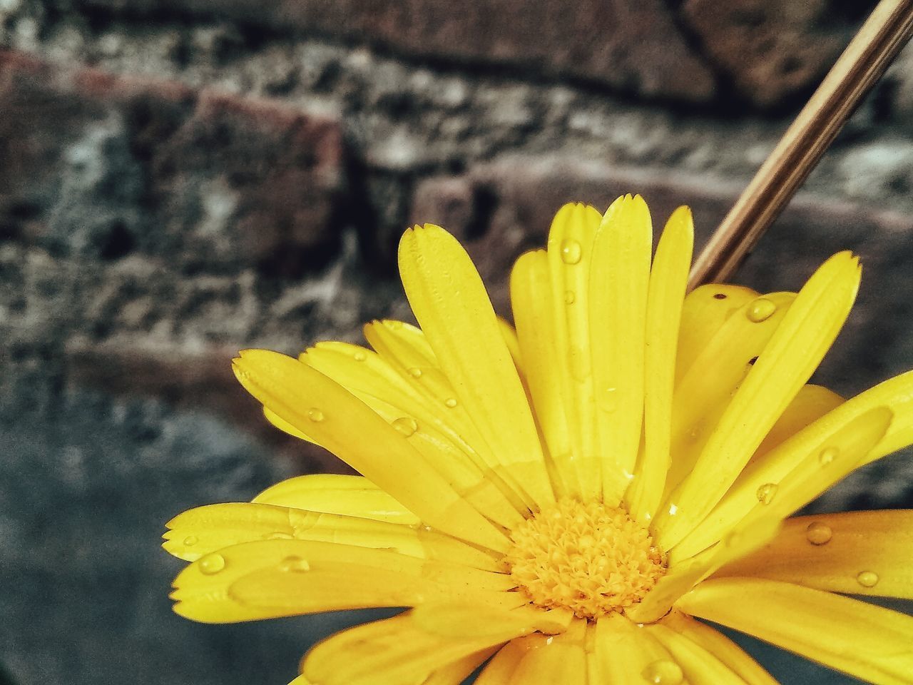 CLOSE-UP OF YELLOW FLOWER