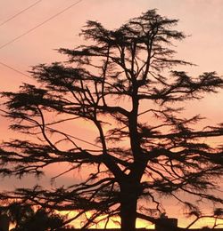 Silhouette of tree at sunset