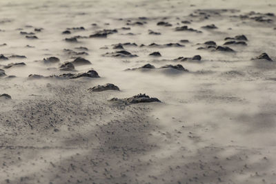 Surface level of rocks on shore