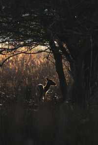 Deer silhouette inside wood circle