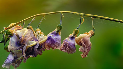 Close-up of wilted plant