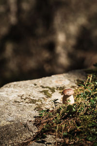 Close-up of a mushroom