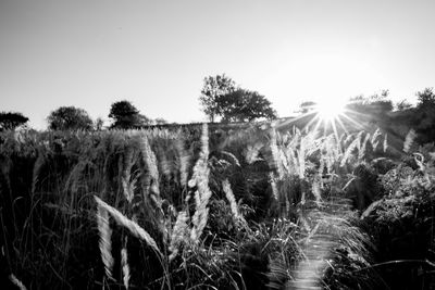 Plants growing on grassy field against clear sky