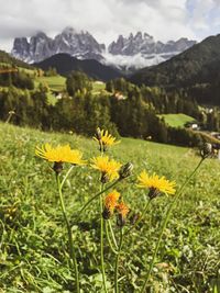 Close-up of yellow flowering plants on field