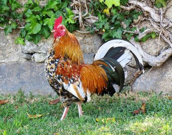 View of a bird on land