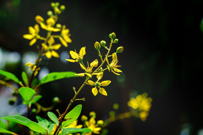 Close-up of yellow flowering plant