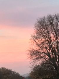 Silhouette trees against sky during sunset