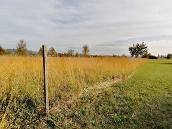 Scenic view of agricultural field against sky