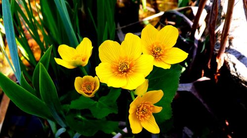 Close-up of yellow flower