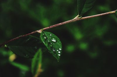 Close-up of wet leaf