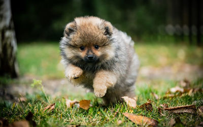 Portrait of dog on field