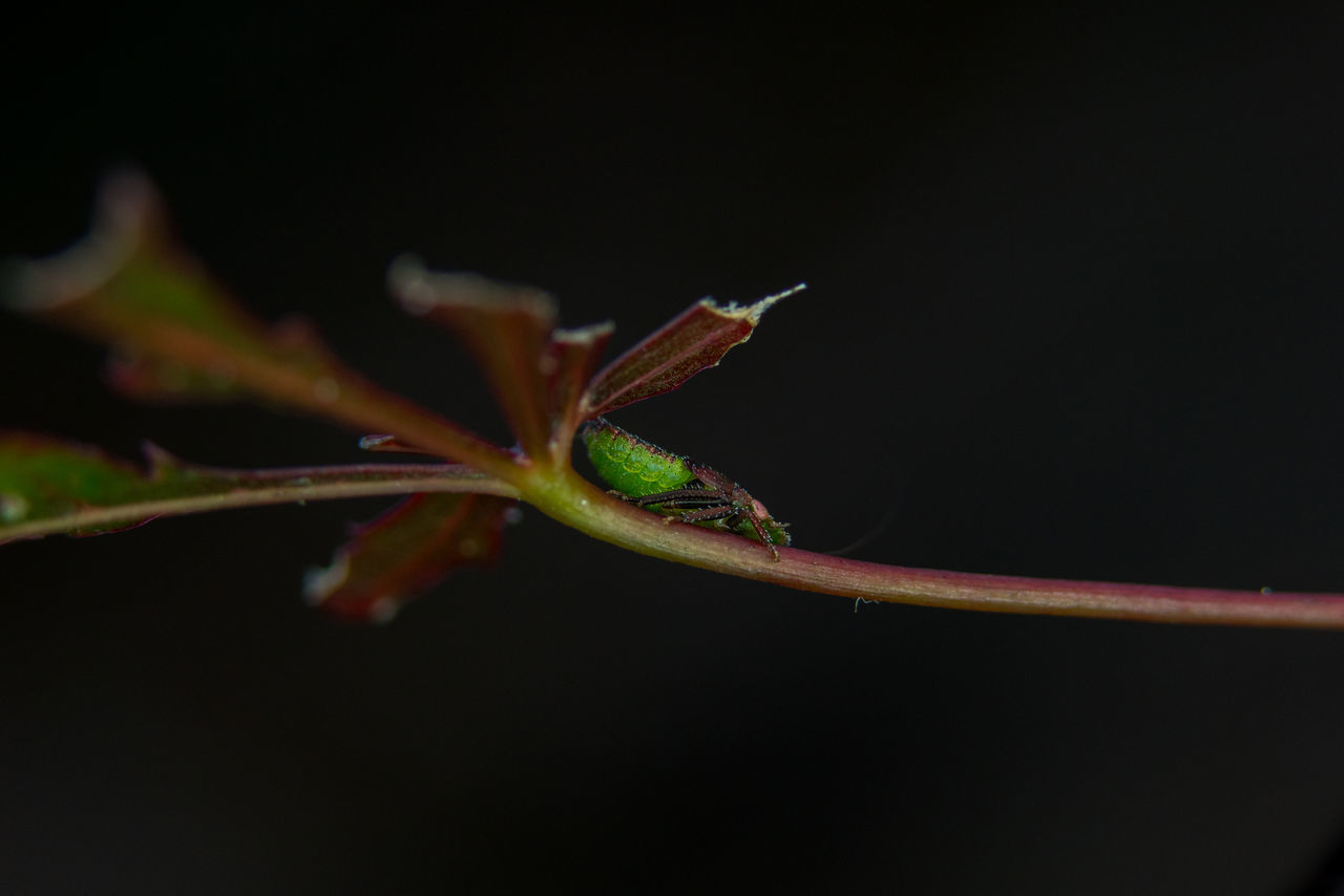 one animal, animals in the wild, animal themes, leaf, insect, nature, no people, animal wildlife, close-up, selective focus, outdoors, day, black background, beauty in nature