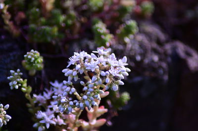 Close-up of white flowering plant