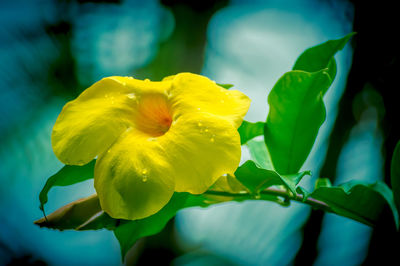 Close-up of yellow flowering plant