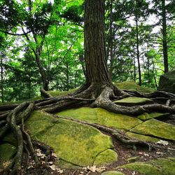 Tree trunks in forest