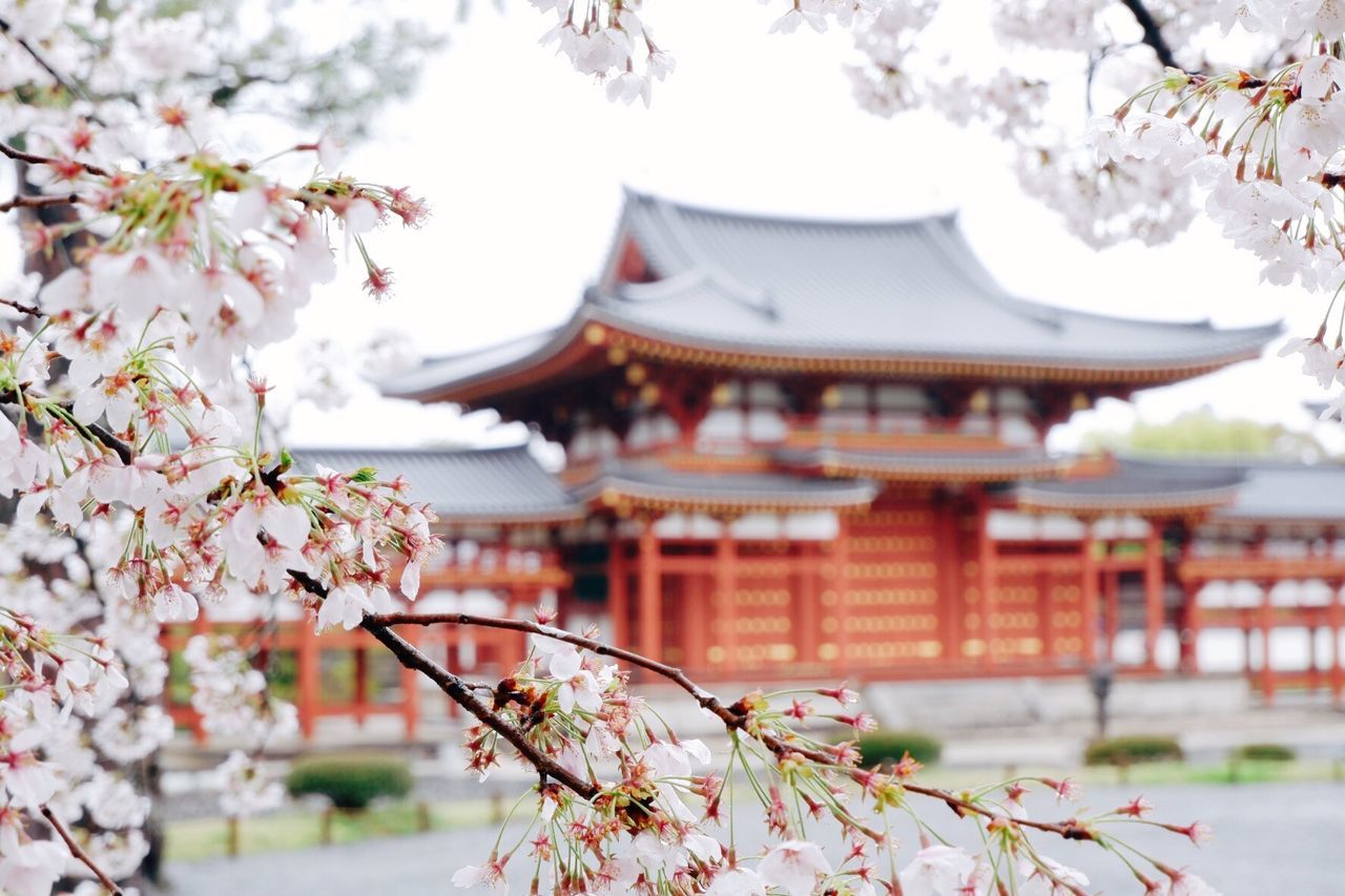 built structure, building exterior, architecture, plant, flower, flowering plant, tree, religion, blossom, building, cherry blossom, place of worship, growth, belief, nature, focus on foreground, freshness, springtime, beauty in nature, spirituality, cherry tree, no people, outdoors, shrine