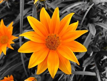 Close-up of orange flower