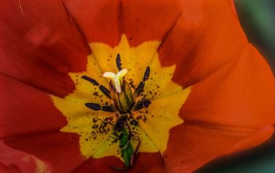 Macro shot of red flowering plant