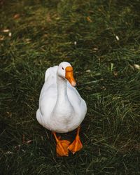 High angle view of white duck perching on land