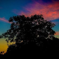 Low angle view of trees against sky