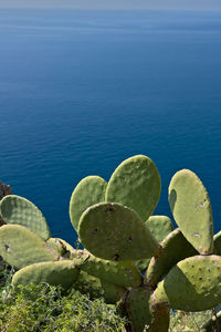 Cactus growing by sea against blue sky