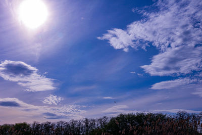 Low angle view of trees against blue sky