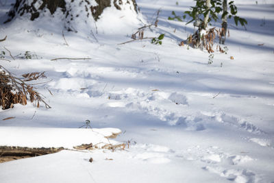 Scenic view of snow covered land and trees