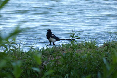 Bird on a lake
