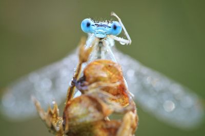 Close-up of insect